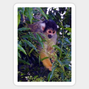 Squirrel Monkey Sticker